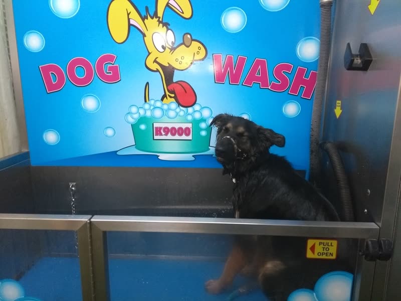 A black and tan dog standing inside the blue self-service dog wash booth