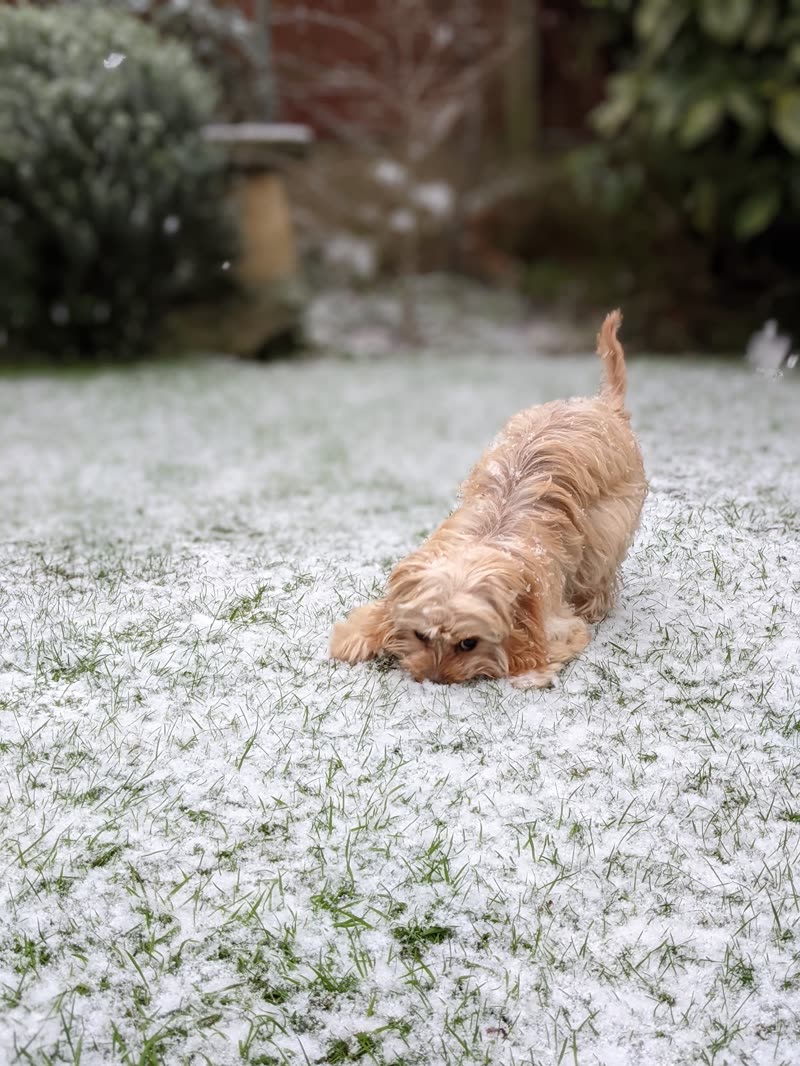 An apricot cockapoo rolling on its back on a lightly snow-covered lawn