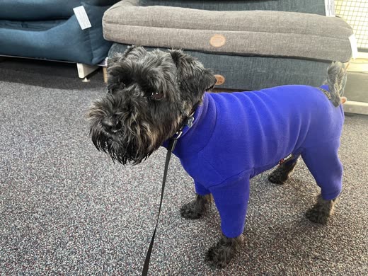 A small black terrier in a purple drying coat beside a stack of dog beds in the shop