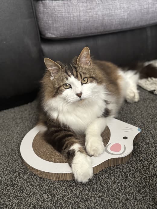 A long-haired tabby and white cat lying with a cardboard scratcher between its paws