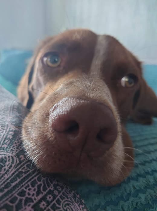 Close-up of a chocolate-brown dog's muzzle and eyes resting on a blanket